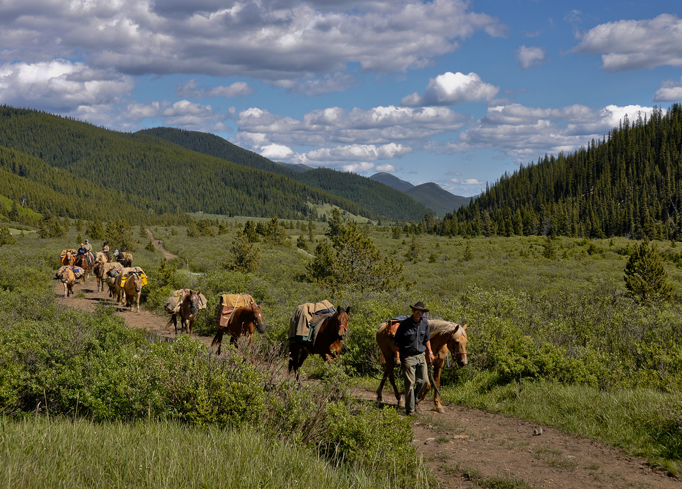 Willmore Wilderness Park, Rocky Mountains, Alberta, Canada